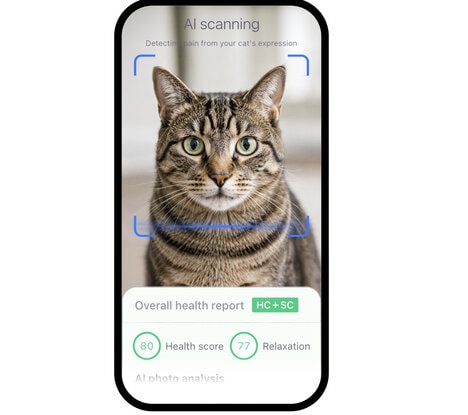 AI Cat Health Tools