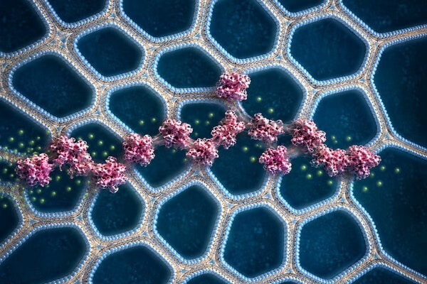 Bioinspired Printable Tissues