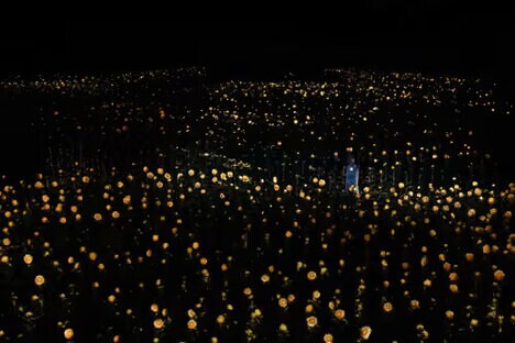 Interactive Sunflower Installations