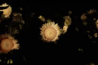 Interactive Sunflower Installations Image 2