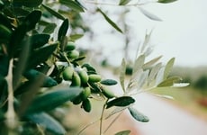 Olive Polyphenol Supplements