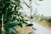 Olive Polyphenol Supplements Image 1