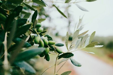 Olive Polyphenol Supplements