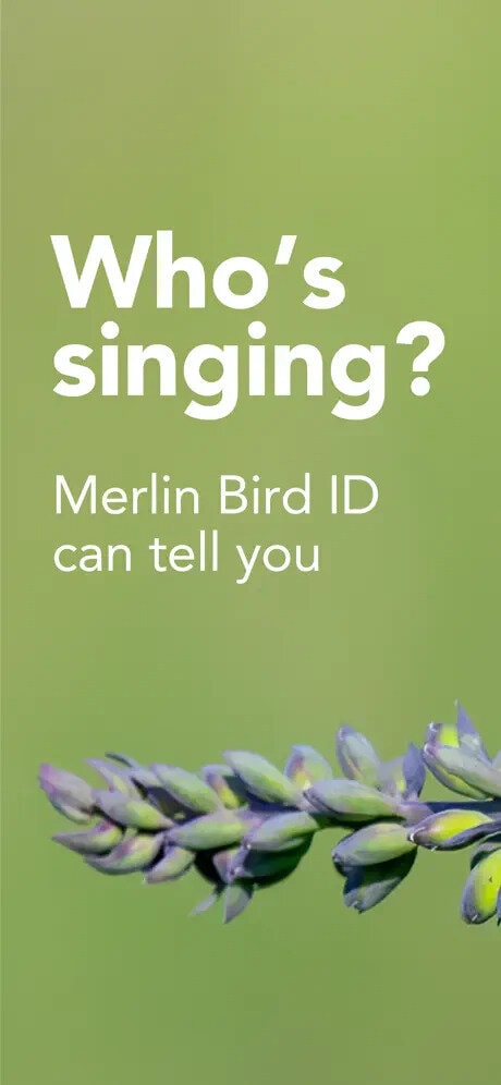 Bird Identification Apps