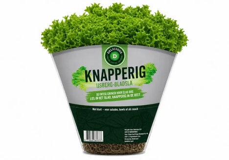 Climate-Proof Lettuce Products