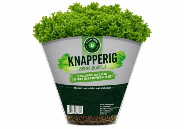 Climate-Proof Lettuce Products