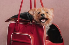 Football Pet Apparel