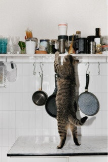 Simplified Pet Insurance Services