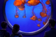 Immersive Jellyfish Museums