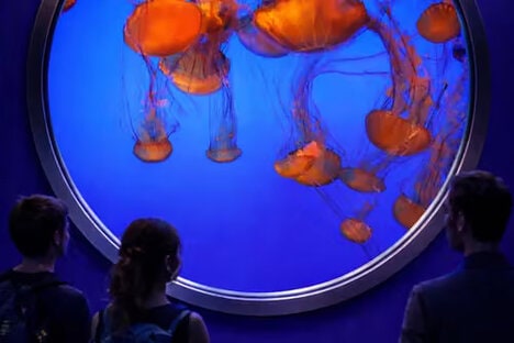 Immersive Jellyfish Museums