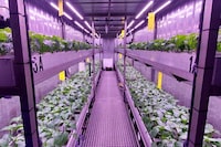 Vertical Farming Test Vouchers Image 1