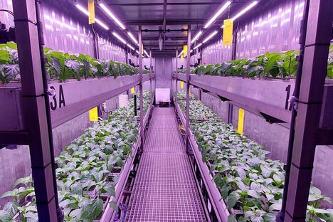 Vertical Farming Test Vouchers