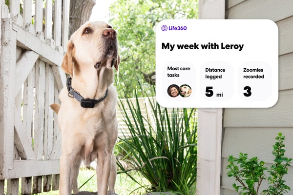Pet Care Coordination Apps