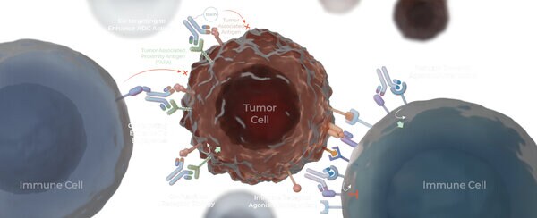 Targeted Tumor Therapy Candidates
