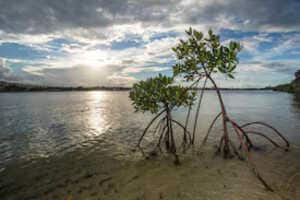 Corporate Habitat Restoration Funds Article Thubnail