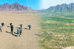Gamified Reforestation App Milestones Article Thubnail