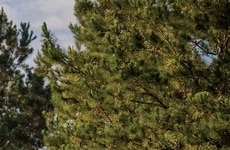 Nature-Based Investment Platforms