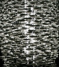 School of FIsh Lamps Image 3