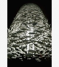 School of FIsh Lamps Image 5