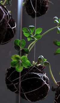 String Gardens Image 2
