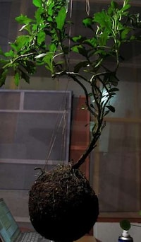 String Gardens Image 3