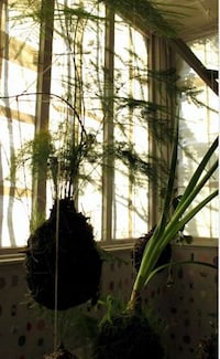 String Gardens Image 4