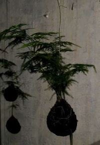 String Gardens Image 5