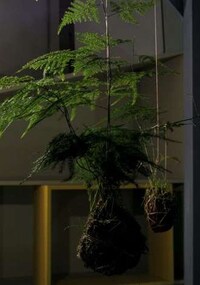 String Gardens Image 6