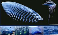 Aquatic Floating Gardens Image 2