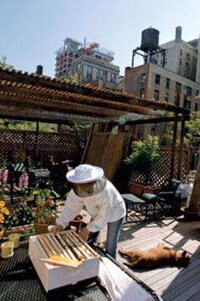 Illegal City Bees Image 2