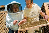 Illegal City Bees Image 3