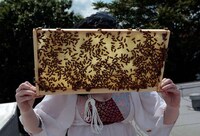 Illegal City Bees Image 4