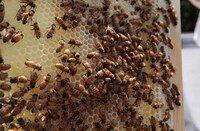 Illegal City Bees Image 5