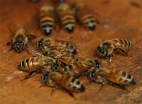 Illegal City Bees Image 6