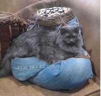Leggy Pet Beds Image 7