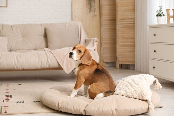 Member-Based Pet-Sitter Platforms