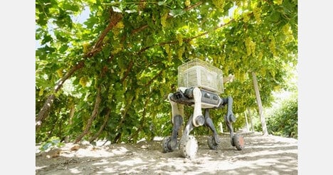 Vineyard Harvest Transport Robots