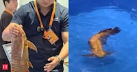 Biomimetic Underwater Surveillance Robots Image 1
