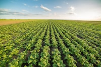 Phage-Based Crop Protection