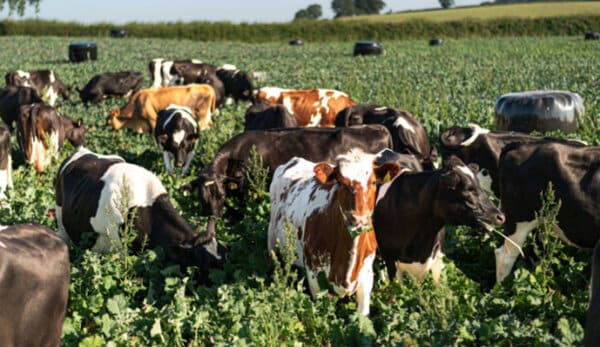 Regional British Cheeses