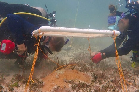 Sun-Blocking Reef Canopies