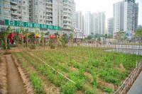 Urban Awareness Gardens Image 6