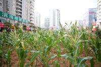 Urban Awareness Gardens Image 7