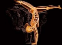 Anatomical X-Ray Art Image 2