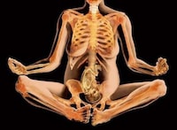 Anatomical X-Ray Art Image 3