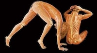 Anatomical X-Ray Art Image 5