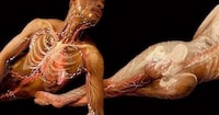 Anatomical X-Ray Art Image 6