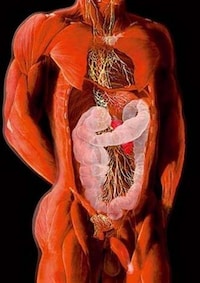 Anatomical X-Ray Art Image 8