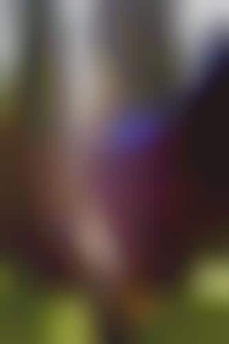 Neon Forestography