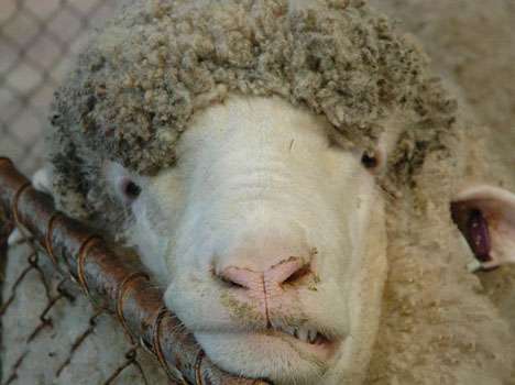 Belch-Free Animals